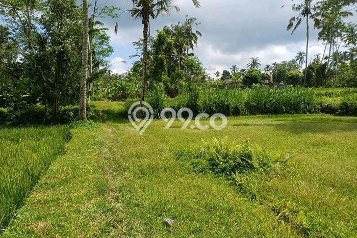 Kavling Tanah untuk Dijual di Pupuan, Gianyar, Luas 4300m2 Kavling Tanah untuk Dijual di Pupuan, Gianyar, Luas 4300m2