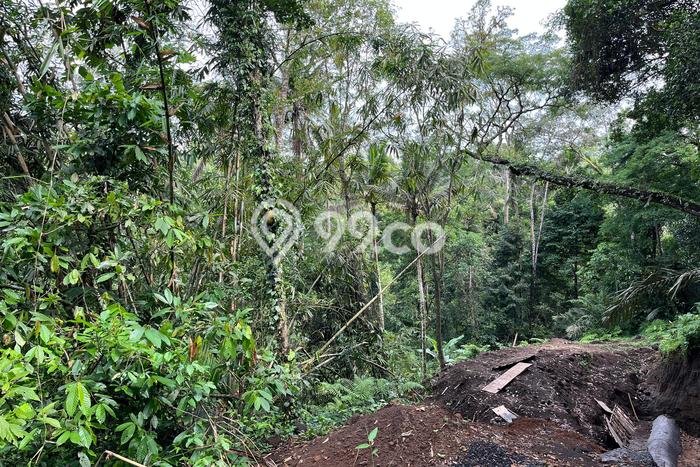 Jarang Ada! Tanah Kavling Disewakan di Gianyar 4500m2 Jarang Ada! Tanah Kavling Disewakan di Gianyar 4500m2