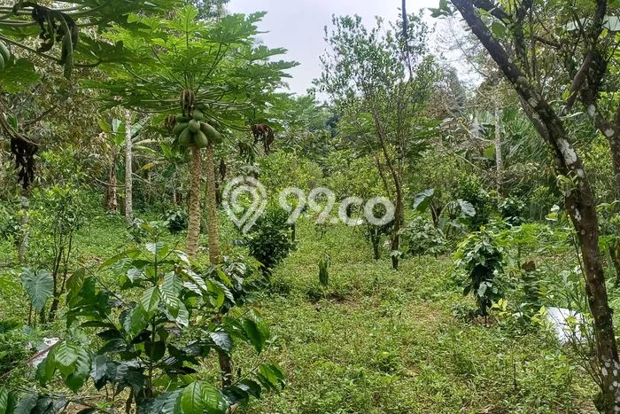 Kavling Tanah di Tampaksiring Dijual Luas 1700m2 Legalitas SHM Kavling Tanah di Tampaksiring Dijual Luas 1700m2 Legalitas SHM