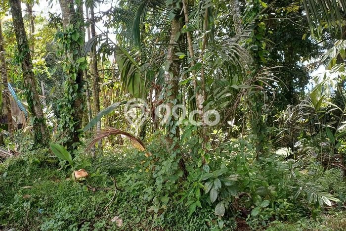 Tanah Kavling untuk Disewa di Ubud Gianyar 1000m2 Tanah Kavling untuk Disewa di Ubud Gianyar 1000m2