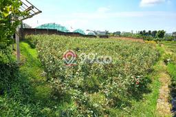 Tanah Dijual Lokasi Bumiaji Batu SHM Tanah Dijual Lokasi Bumiaji Batu SHM