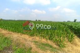Lahan Investasi Lokasi Badas Kediri SHM Lahan Investasi Lokasi Badas Kediri SHM
