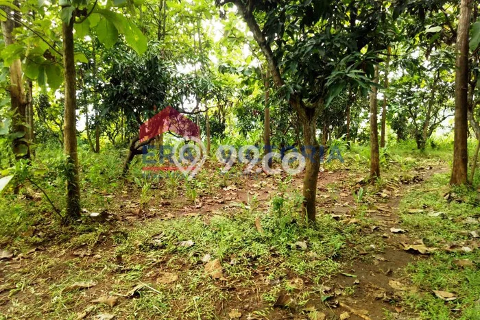 Tanah di Semen, Kediri Luas 2057m2 Dijual Segera Tanah di Semen, Kediri Luas 2057m2 Dijual Segera