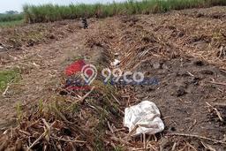 Tanah Komersial Dijual di Kras Kediri 6300m2 Tanah Komersial Dijual di Kras Kediri 6300m2