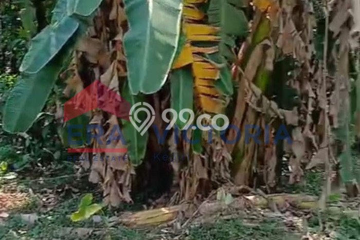 Tanah Disewakan di Pare, Kediri, Luas 421m2 SHM Tanah Disewakan di Pare, Kediri, Luas 421m2 SHM