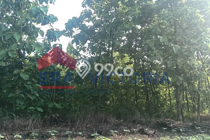 Dijual Tanah Lokasi Bandarkedungmulyo, Jombang Seluas 6200m2 Dijual Tanah Lokasi Bandarkedungmulyo, Jombang Seluas 6200m2