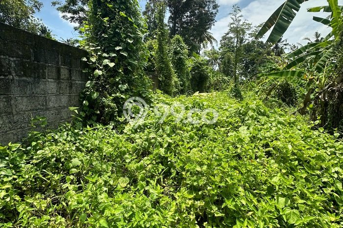Tanah Kosong Disewakan di Ubud, Gianyar, Luas 626m2 Tanah Kosong Disewakan di Ubud, Gianyar, Luas 626m2