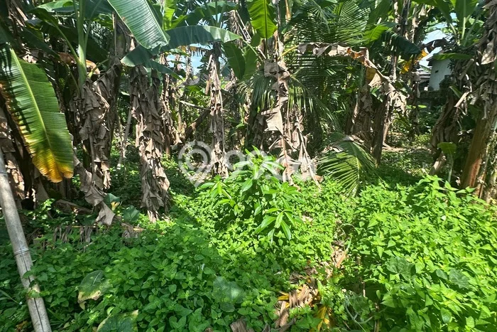 Lahan Strategis di Ubud Gianyar Disewakan dengan Luas 700m2 Lahan Strategis di Ubud Gianyar Disewakan dengan Luas 700m2