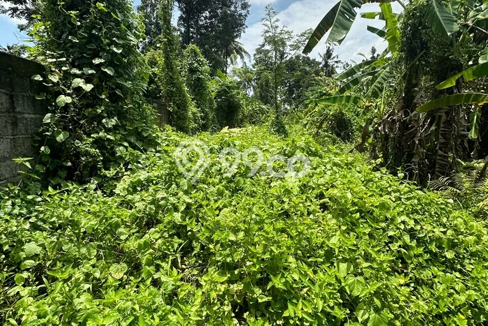 Tanah Kosong Disewakan di Ubud, Gianyar, Luas 626m2 Tanah Kosong Disewakan di Ubud, Gianyar, Luas 626m2