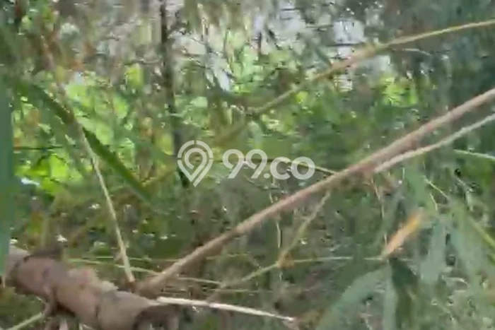 Tanah untuk Disewakan di Ubud Gianyar SHM Tanah untuk Disewakan di Ubud Gianyar SHM