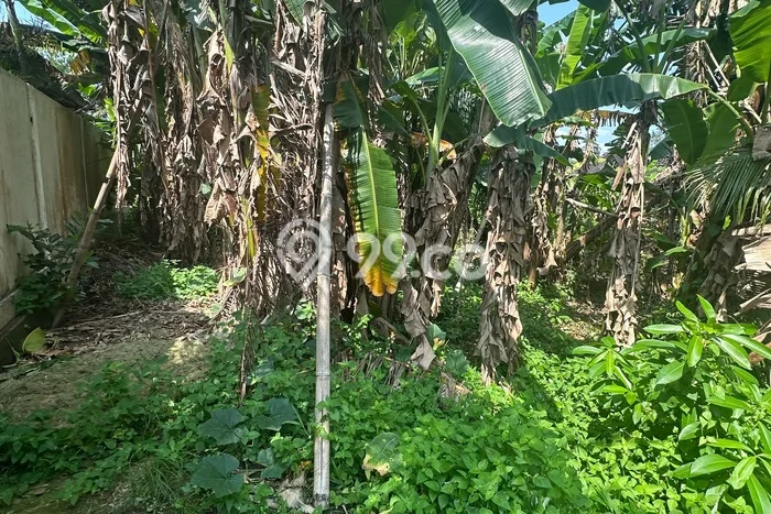 Lahan Strategis di Ubud Gianyar Disewakan dengan Luas 700m2 Lahan Strategis di Ubud Gianyar Disewakan dengan Luas 700m2