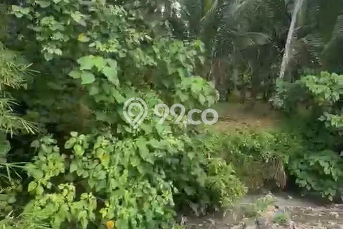 Tanah untuk Disewakan di Ubud Gianyar SHM Tanah untuk Disewakan di Ubud Gianyar SHM