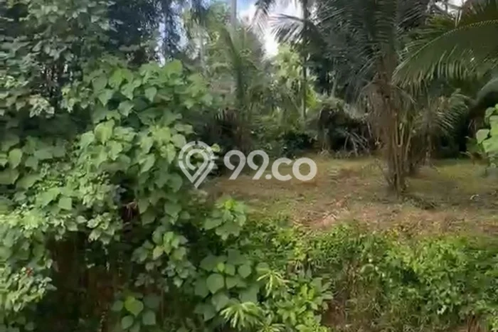 Tanah untuk Disewakan di Ubud Gianyar SHM Tanah untuk Disewakan di Ubud Gianyar SHM