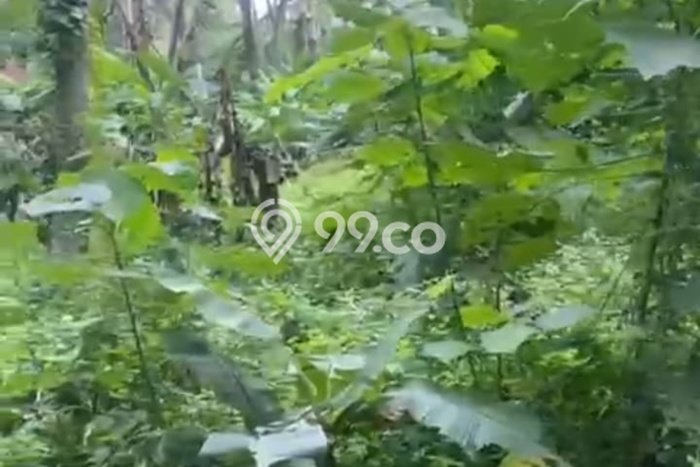 Sangat Dicari! Kavling Tanah Disewakan di Ubud, Gianyar Sangat Dicari! Kavling Tanah Disewakan di Ubud, Gianyar