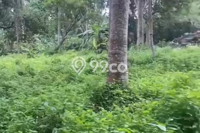 Sangat Dicari! Kavling Tanah Disewakan di Ubud, Gianyar Sangat Dicari! Kavling Tanah Disewakan di Ubud, Gianyar
