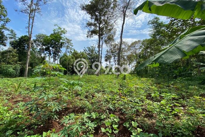 Kavling Tanah di Semarang Barat Dijual Luas 2898m2 Legalitas SHM Kavling Tanah di Semarang Barat Dijual Luas 2898m2 Legalitas SHM
