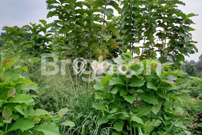 Lahan Kosong Dijual di Bogor dengan Area 490m2 Lahan Kosong Dijual di Bogor dengan Area 490m2