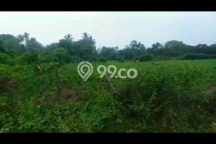 Tanah untuk Dijual Lokasi Cikeusik, Pandeglang Luas 400000m2 SHM Tanah untuk Dijual Lokasi Cikeusik, Pandeglang Luas 400000m2 SHM