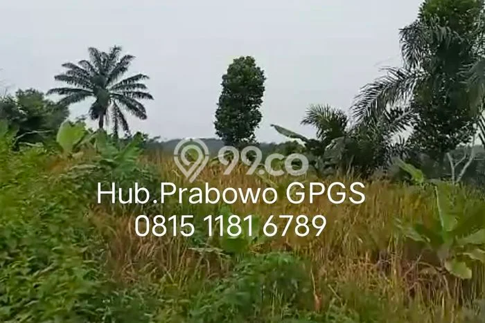 Tanah Dijual Lokasi Pandeglang, Pandeglang Luas 1.25e+06m2 Legalitas Aman Tanah Dijual Lokasi Pandeglang, Pandeglang Luas 1.25e+06m2 Legalitas Aman
