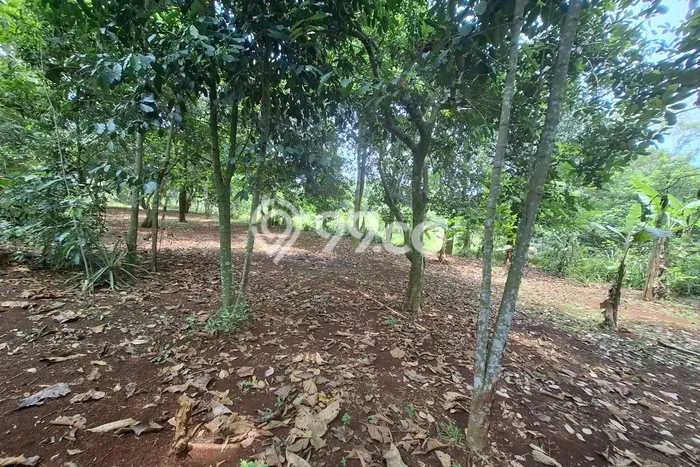 Lahan untuk Dijual Lokasi Purwadadi, Subang Luas 8750m2 SHM Lahan untuk Dijual Lokasi Purwadadi, Subang Luas 8750m2 SHM