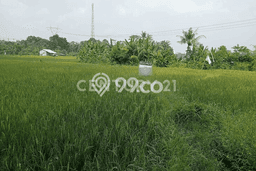 Tanah di Cipocok Jaya, Serang Luas 1070m2 Dijual Segera Tanah di Cipocok Jaya, Serang Luas 1070m2 Dijual Segera