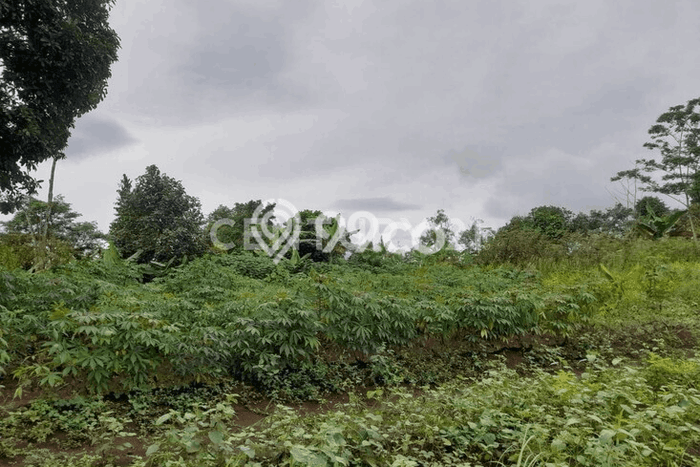 Lahan Dijual Lokasi Strategis di Serang dengan Luas 8235m2 Lahan Dijual Lokasi Strategis di Serang dengan Luas 8235m2