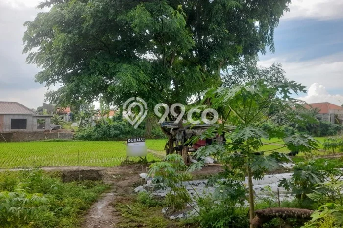 Untuk Dijual Tanah di Taktakan Serang Luas 5000m2 SHM Untuk Dijual Tanah di Taktakan Serang Luas 5000m2 SHM