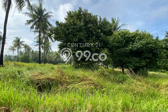 Lahan Dijual Lokasi Citangkil, Cilegon dengan Luas Tanah 1000m2 dan Status SHM Lahan Dijual Lokasi Citangkil, Cilegon dengan Luas Tanah 1000m2 dan Status SHM