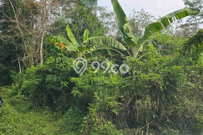 Tanah untuk Dijual di Rangkasbitung Lebak Luas 19000m2 Tanah untuk Dijual di Rangkasbitung Lebak Luas 19000m2