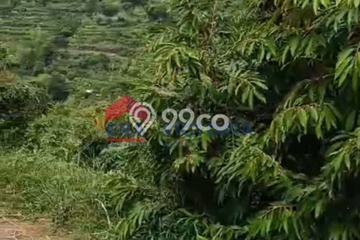 Tanah untuk Dijual di Semen Kediri Luas 1508m2 Tanah untuk Dijual di Semen Kediri Luas 1508m2