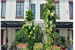 Rumah Minimalis 2 Kamar LT 60m2 di kebraon Rumah Minimalis 2 Kamar LT 60m2 di kebraon