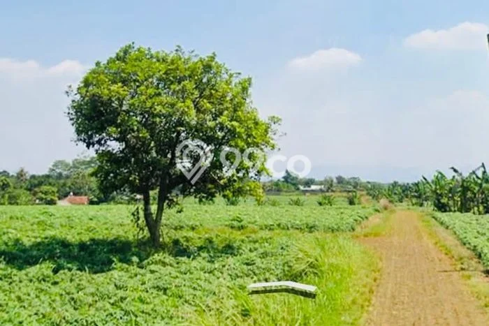 Jual Tanah Area Berkembang Kawasan Parung, Luas 3000m2m², Dekat Transportasi Jual Tanah Area Berkembang Kawasan Parung, Luas 3000m2m², Dekat Transportasi