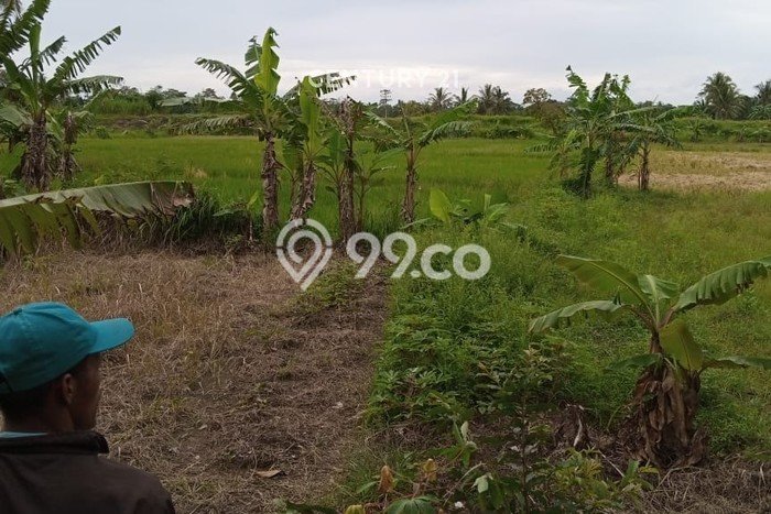 Tanah di Pagelaran, Pandeglang Luas 8260m2 Dijual Segera Tanah di Pagelaran, Pandeglang Luas 8260m2 Dijual Segera