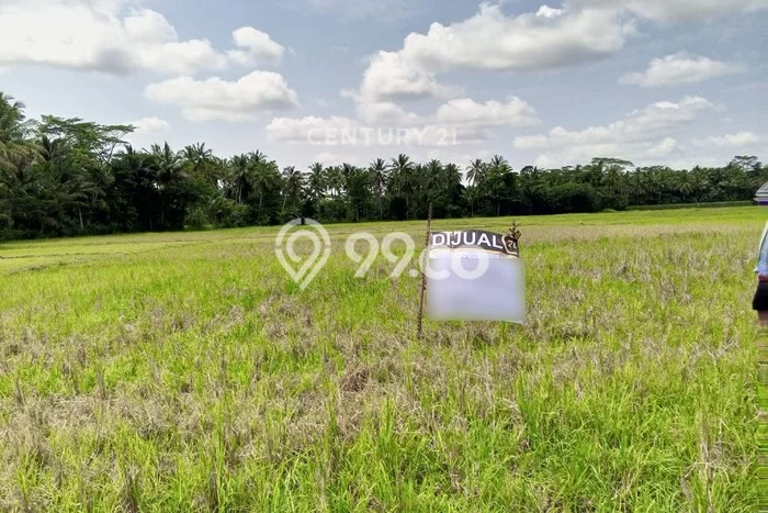 Tanah Dijual Lokasi Pagelaran, Pandeglang Luas 2702m2 Legalitas Aman Tanah Dijual Lokasi Pagelaran, Pandeglang Luas 2702m2 Legalitas Aman