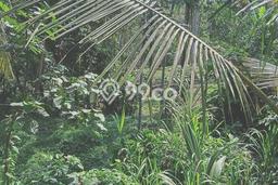 Tanah Dijual Area Strategis di Bantas Tabanan 3360m2 Tanah Dijual Area Strategis di Bantas Tabanan 3360m2