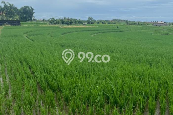 Kavling Tanah untuk Dijual di Tibubiyu, Tabanan, Luas 3300m2 Kavling Tanah untuk Dijual di Tibubiyu, Tabanan, Luas 3300m2