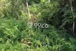 Dijual Tanah Lokasi Tiyinggading, Tabanan Seluas 30000m2 Dijual Tanah Lokasi Tiyinggading, Tabanan Seluas 30000m2