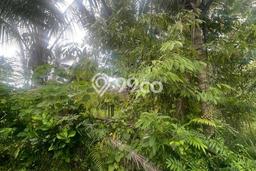 Tanah Dijual Lokasi Penebel, Tabanan Luas 3850m2 Legalitas Aman Tanah Dijual Lokasi Penebel, Tabanan Luas 3850m2 Legalitas Aman