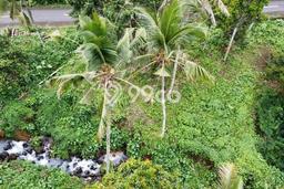 Tanah Dijual di Tabanan Seluas 3780m2 Strategis Tanah Dijual di Tabanan Seluas 3780m2 Strategis