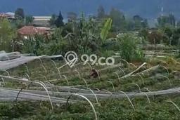 Dijual Tanah Lokasi Bedugul, Tabanan Seluas 3000m2 Dijual Tanah Lokasi Bedugul, Tabanan Seluas 3000m2