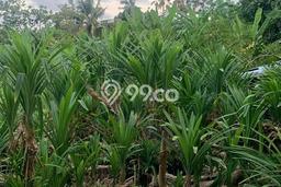 Tanah Dijual di Badung Seluas 500m2 Strategis Tanah Dijual di Badung Seluas 500m2 Strategis