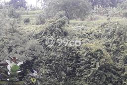 Tanah Dijual Area Strategis di Lodtunduh Gianyar 50000m2 Tanah Dijual Area Strategis di Lodtunduh Gianyar 50000m2
