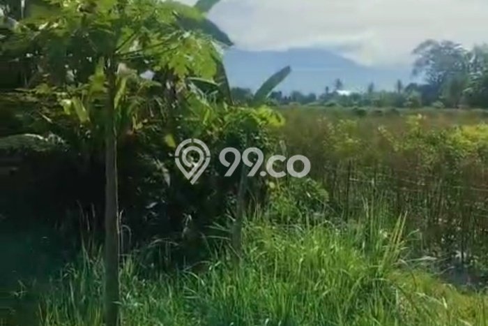 Lahan Dijual Lokasi Strategis di Jembrana dengan Luas 10000m2 Lahan Dijual Lokasi Strategis di Jembrana dengan Luas 10000m2