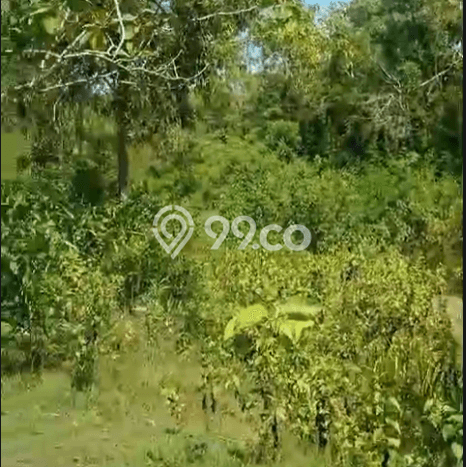 Dijual Tanah 80000m2 di Pecatu, Badung Dijual Tanah 80000m2 di Pecatu, Badung
