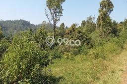 Tanah Dijual Area Strategis di Kendal Kendal 174000m2 Tanah Dijual Area Strategis di Kendal Kendal 174000m2