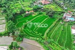 Tanah Kavling Dijual di Anturan, Buleleng dengan Luas Tanah 8140m2 Tanah Kavling Dijual di Anturan, Buleleng dengan Luas Tanah 8140m2
