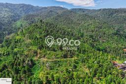 Dijual Tanah Lokasi Kayuputih, Buleleng Seluas 5000m2 Dijual Tanah Lokasi Kayuputih, Buleleng Seluas 5000m2