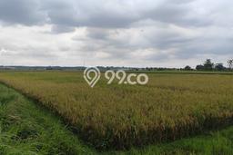 Lahan Investasi Lokasi Cibarusah Bekasi SHM Lahan Investasi Lokasi Cibarusah Bekasi SHM
