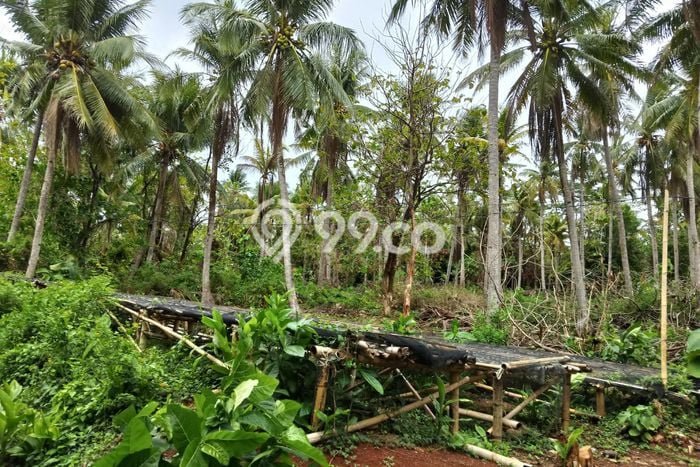 Tanah Dijual Lokasi Karimunjawa, Jepara Luas 16m2 Legalitas Aman Tanah Dijual Lokasi Karimunjawa, Jepara Luas 16m2 Legalitas Aman