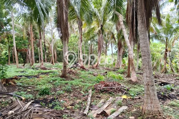 Tanah Dijual Lokasi Karimunjawa, Jepara Luas 16m2 Legalitas Aman Tanah Dijual Lokasi Karimunjawa, Jepara Luas 16m2 Legalitas Aman